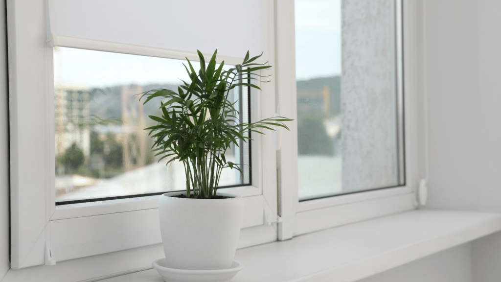 Window Shades Near Me