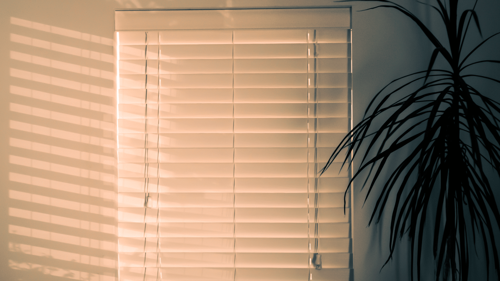 Window Shades Near Me